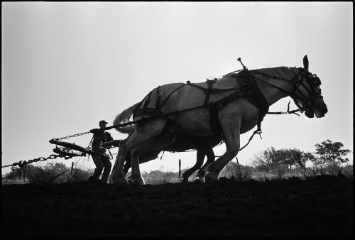 Plow Horse, a photograph by Brian Lanker