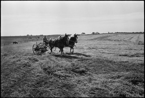 Plow Horses, a photograph by Brian Lanker