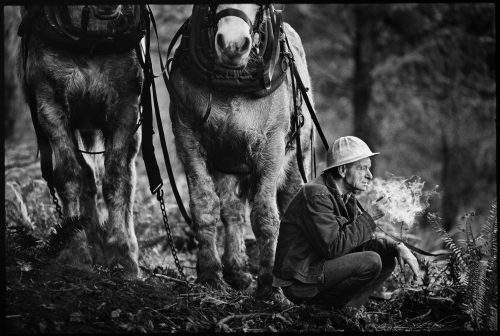 Horse Logger, a photograph by Brian Lanker